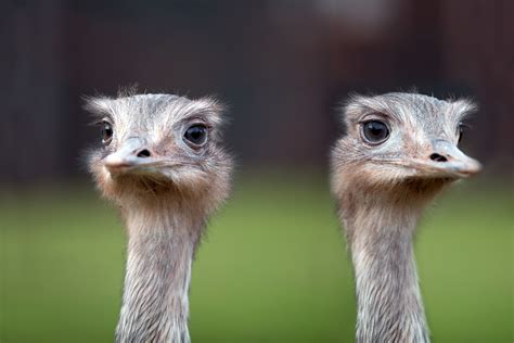 Ostrich Free Stock Photo Public Domain Pictures