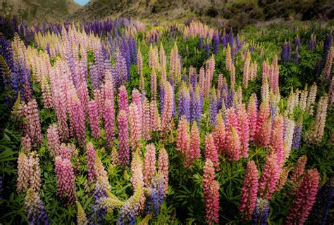 Field Lupine Flowers Wallpapers Wallpaper Cave