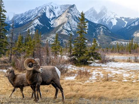 Alpine Wildlife In Colorado