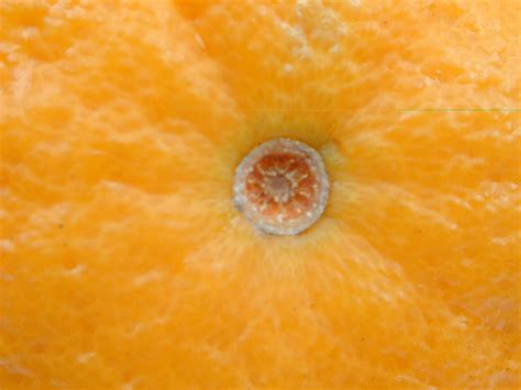 Imageafter Textures Orange Skin Fruit Navel