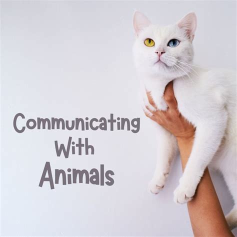 How To Talk To Animals Psychic Connections And Telepathy Pethelpful