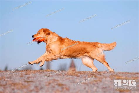 Running Golden Retriever Stock Photo Picture And Rights Managed Image