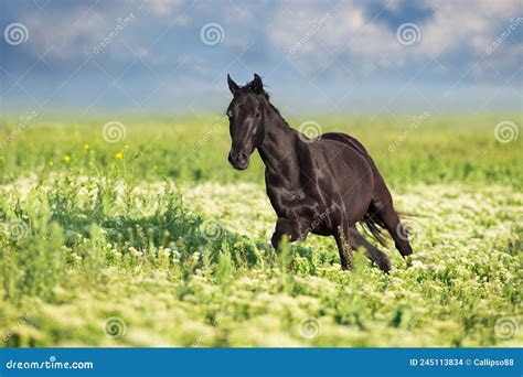 Horse In Flowers Stock Photo Image Of Outside Mane 245113834