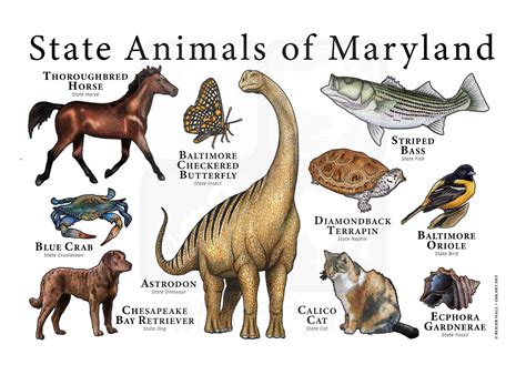 Maryland State Animals Poster Print Etsy