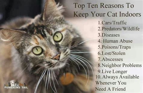 May 01, 2007 · after reading the 10 reasons to stay vs. Top Ten Reasons To Keep Your Cat Indoors | Cats, Indoor cat, Animal advocacy