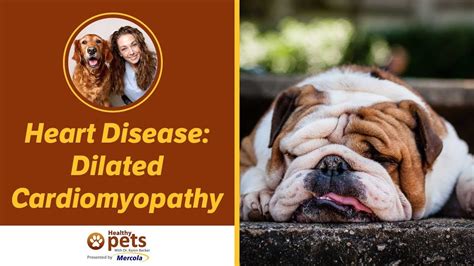 English Bulldog Severe Heart Disease Prognosis Quotes Viral