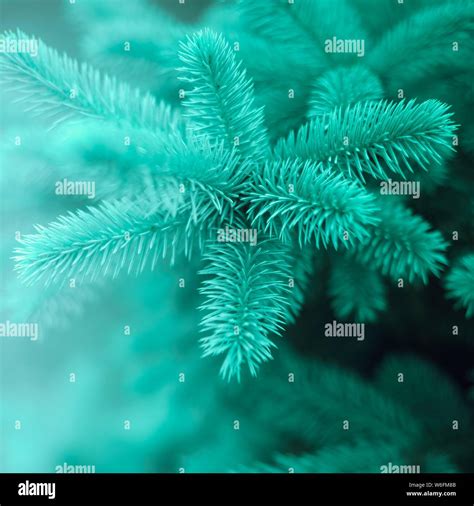 Young Branches Of Blue Spruce Tree Closeup With Light And Bokeh Stock