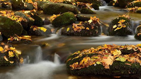 Green Covered Rocks Between River With Dry Leaves Fall