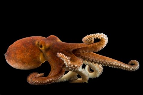 Octopus And Squid Gulf Specimen Marine Lab