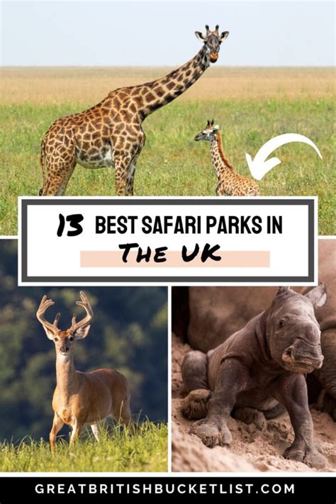 12 Best Safari Parks In The Uk You Need To Visit 2023 Guide