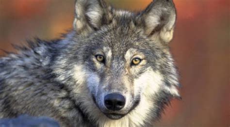 Endangered Gray Wolf Wildlife Untamed