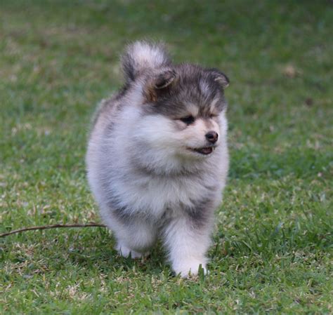 Finnish Lapphund Puppy Domino Bred By Orical Kennels Sydney