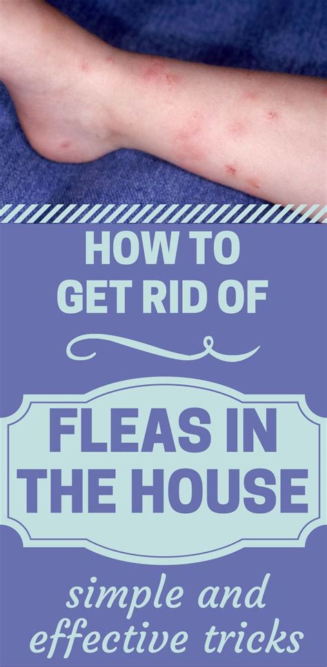 How To Get Rid Of Fleas In The House Simple And Effective Tricks