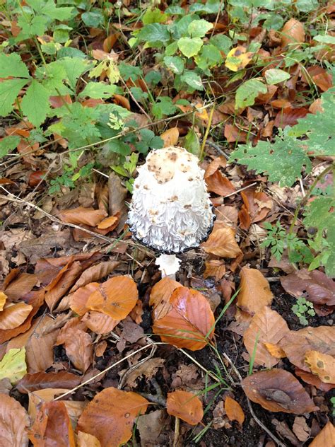 Free Images Tree Nature Plant White Leaf Flower Autumn Soil