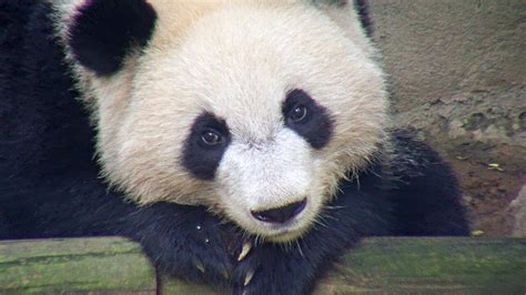 Adorable Panda Cam Highlights Youtube