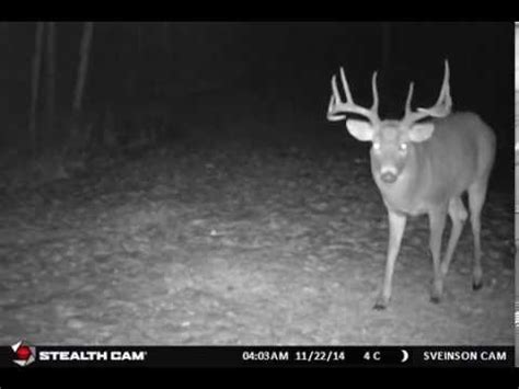 More images for big buck on trail cam » Big Whitetail Buck Captured On The Stealth Cam G42 Trail ...