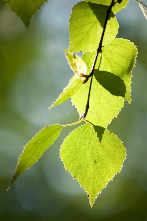 Birch Leaf Stock Photo Image Of View Fresh Sunlight 44052890