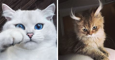 29 Of The Most Beautiful Cats In The World Bored Panda