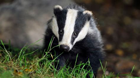 badger culling ‘could be making problem of tuberculosis in cattle worse itv news