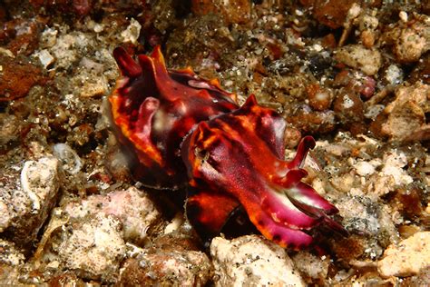 Amazing Underwater Creatures I Photographed While Diving In Indonesia