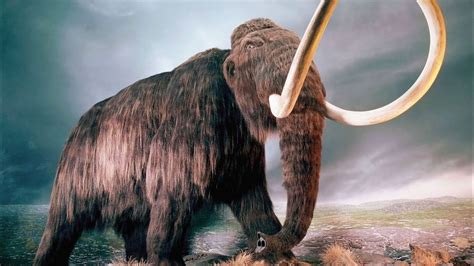Scientists Ready To Clone Woolly Mammoth Youtube