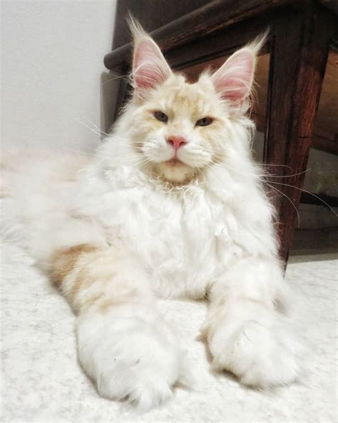 Meet Lotus The Huge Fluffy Maine Coon Cat That S Going Viral On