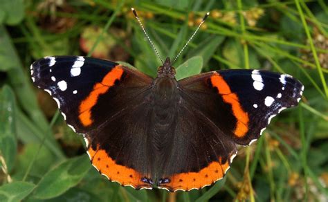 Three Steps To Save Britains Butterflies Iflscience
