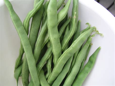 This popular variety of green bean is a vigorous climber, growing 5 to 7 feet. Kentucky Wonder Pole Beans - Growin Crazy Acres