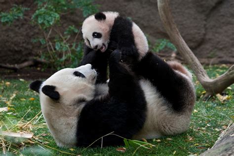 PANDA HABITAT: PANDARIFIC