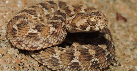 Snakes Of Sri Lanka Saw Scaled Viperවැලි පොළඟා Echis Carinatus