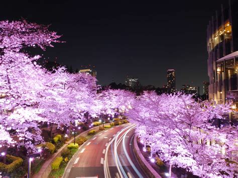 Cherry Blossoms At Day・night In Tokyo・roppongi Midtown Good Luck Trip