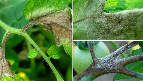 Early blight can be caused by two different closely related fungi, alternaria tomatophila and alternaria solani. How to Prevent Late Blight - Tomato Blight | Gardener's Supply