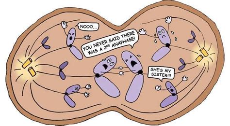 Mitosis Meiosis Noooo Funny Cartoon Splitting Science Memes De