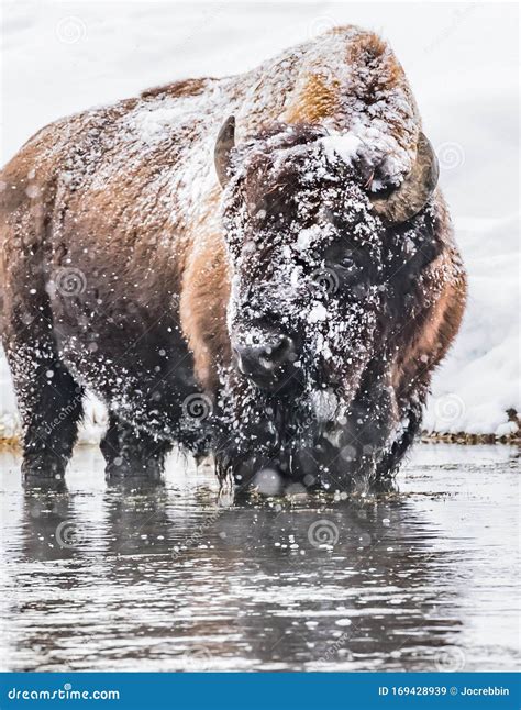 Snow Covered Buffalo Looking Left In Yellowstone In Winter Stock Image