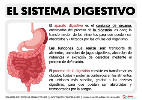 ¿qué Es El Sistema Digestivo