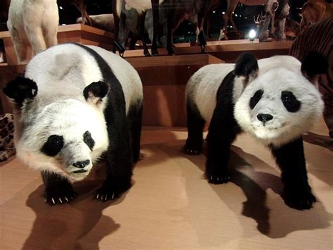 Stuffed Specimens Of Giant Panda Named Fei Feileft And Tong Tong