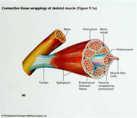 Anatomy And Physiology Skeletal Muscle Tissue