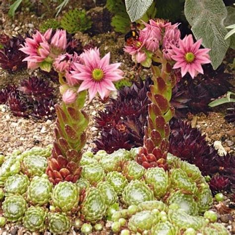 Succulente Et Plante Grasse Le Guide Pratique D Tente Jardin Flower Pots Flowers