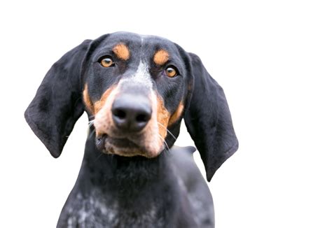 Bluetick Coonhound Character And Ownership Dog Breed Pictures Dogbible