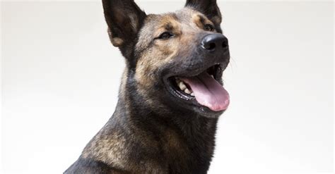 Some of the pictures used are from a national geographic article titled. Max Review: Family Film Honors Military Dogs by John Hanlon