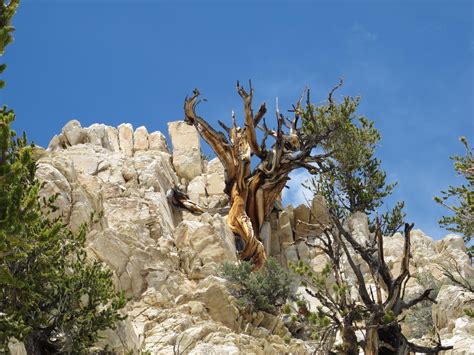 Earths Oldest Trees In Climate Induced Race Up The Tree