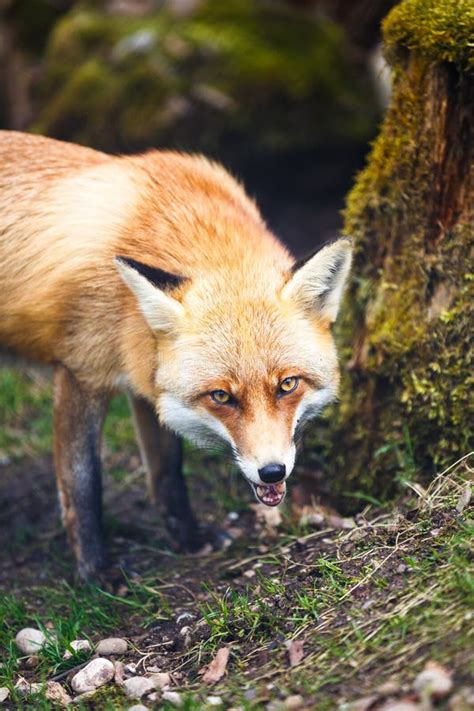Red Fox Vulpes Vulpes Stock Image Image Of Green Cute 30996183