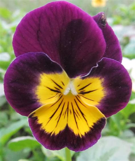 Natural And Unique Photography Pansy Flower Varieties In The Garden