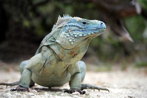 9 Illuminating Facts About Iguanas Iguana Iguana Pet Animals