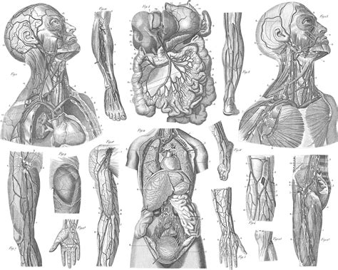 Anthropology And Surgery Iconographic Encyclopædia Of Science