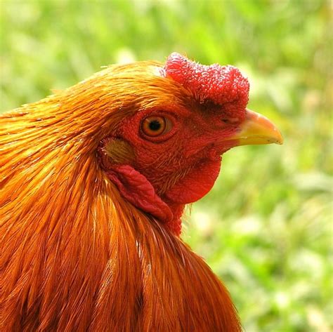 Us Government Approves Transgenic Chicken Scientific American