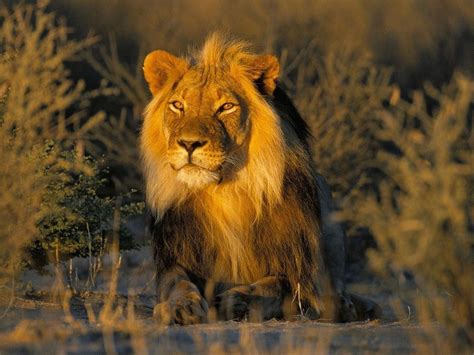 Download Wildlife Lions Wallpaper 1600x1200 | Wallpoper #409687