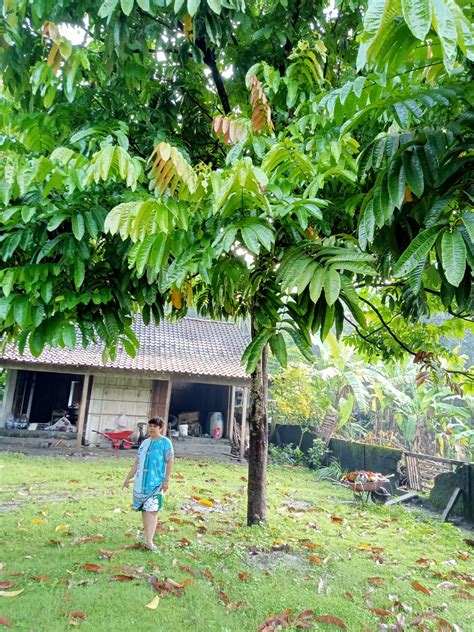 Pohon Matoa Dari Papua