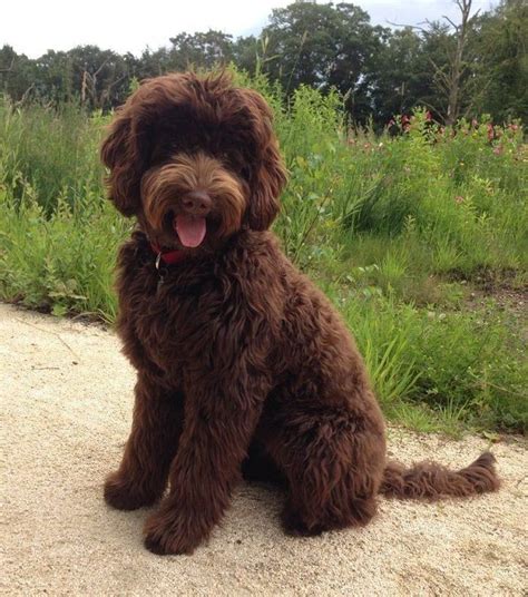 This super adorable chocolate lab puppy is a real superstar! Pin by 𝓒𝓪𝓽𝓪𝓻𝓲𝓷𝓪 𝓜𝓪𝓻𝓲𝓪 on dogs in 2020 | Labradoodle dogs, Labradoodle haircut, Australian ...