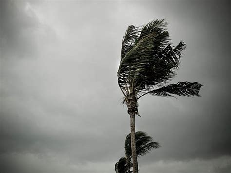 2100 Hurricane Palm Trees Stock Photos Pictures And Royalty Free